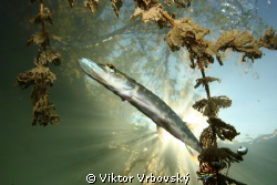 Pickerel in the sun by Viktor Vrbovský 